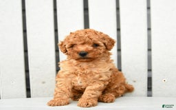 Toy Poodle dogs for sale: Parker - Image 1