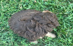 Aussiedoodle dogs for sale: Carter - Image 6