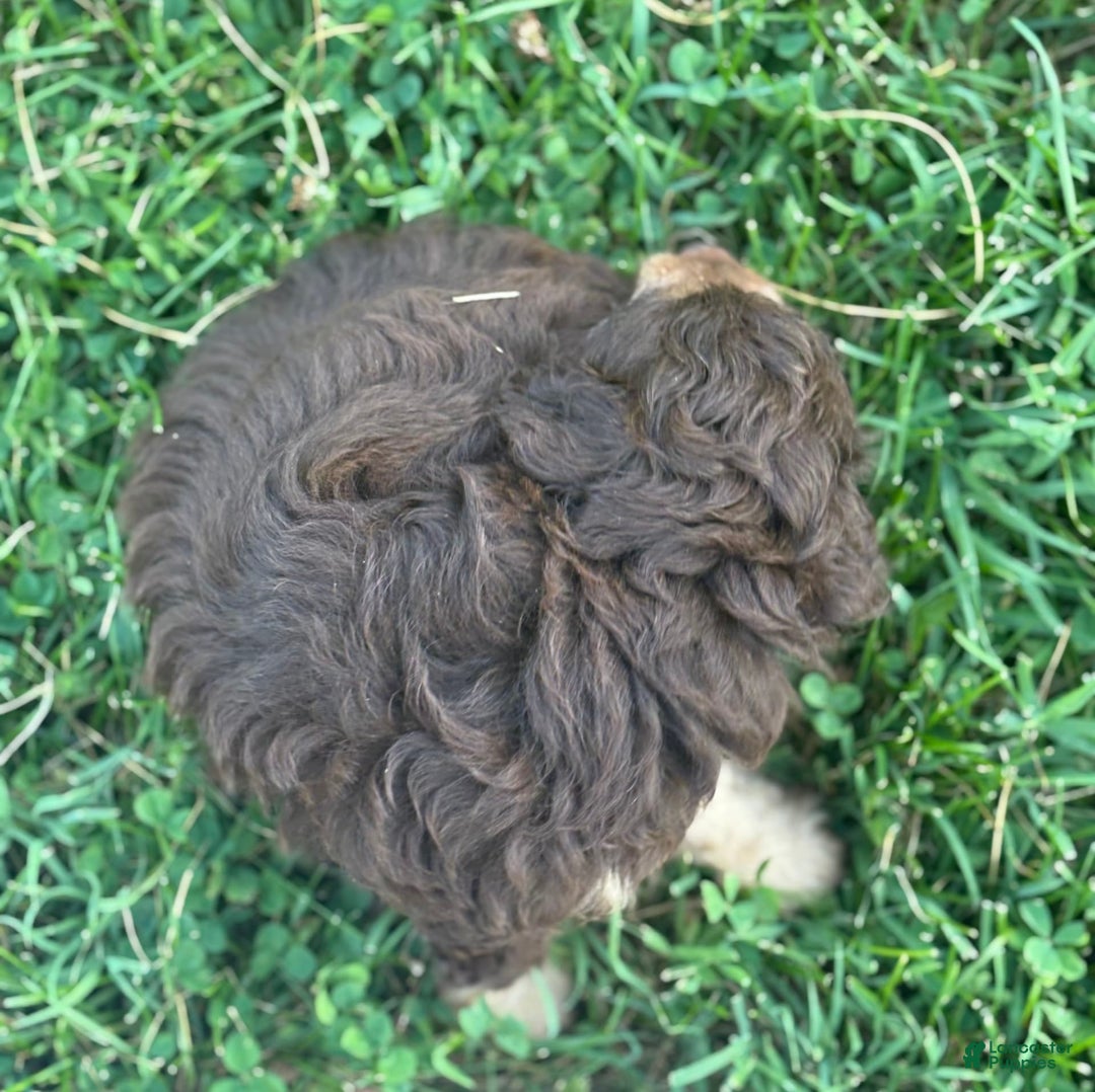 Aussiedoodle dogs for sale: Carter - Image 6