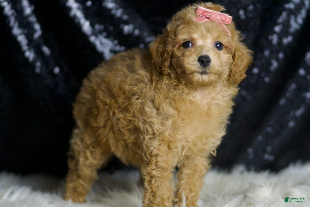 Miniature Poodle dogs for sale: Mulan - Image 4