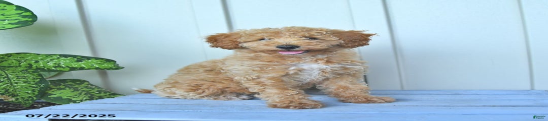 Murphey