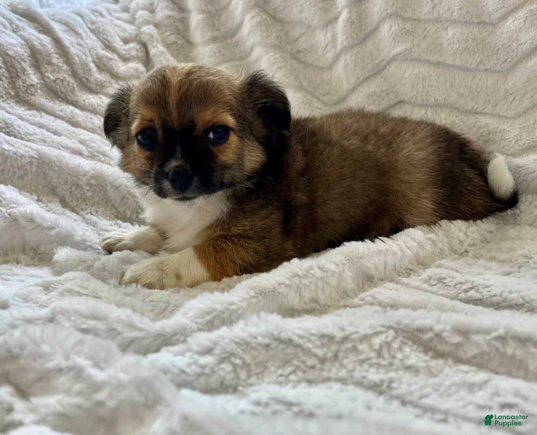 Chihuahua dogs for sale: Liam - Image 10