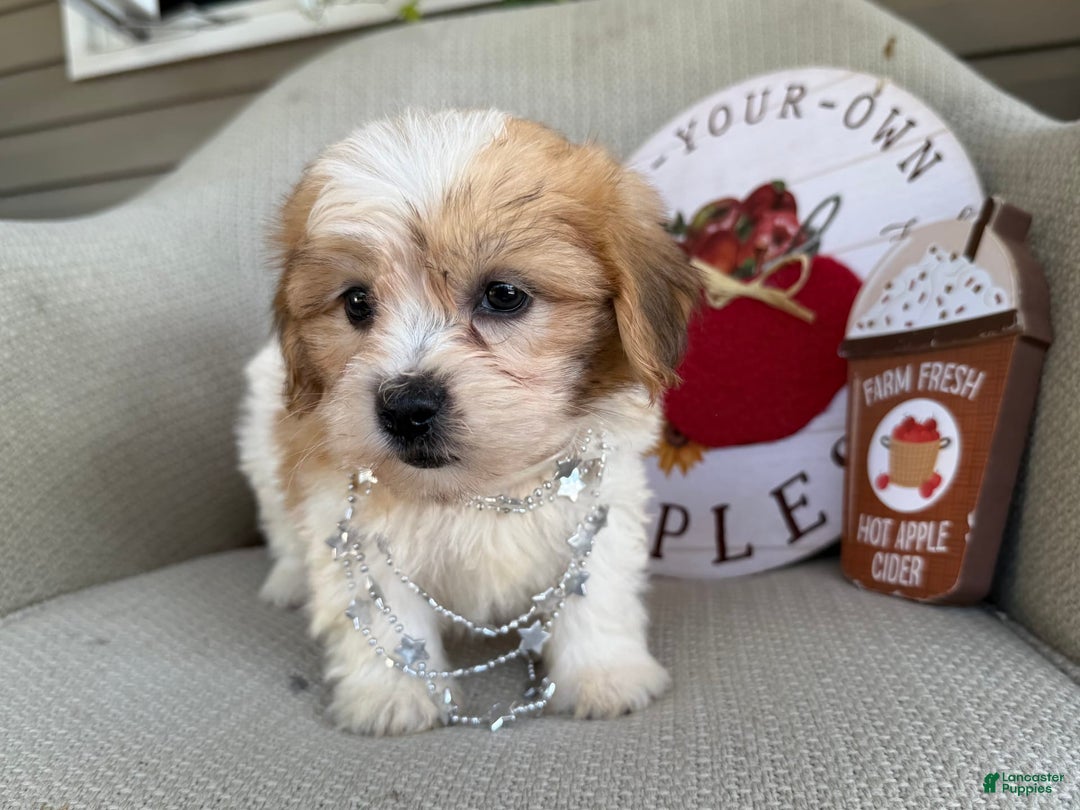 Teddy Bear dogs for sale: Felicity - Image 6