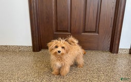 Maltipoo dogs for sale: Honey - Image 6