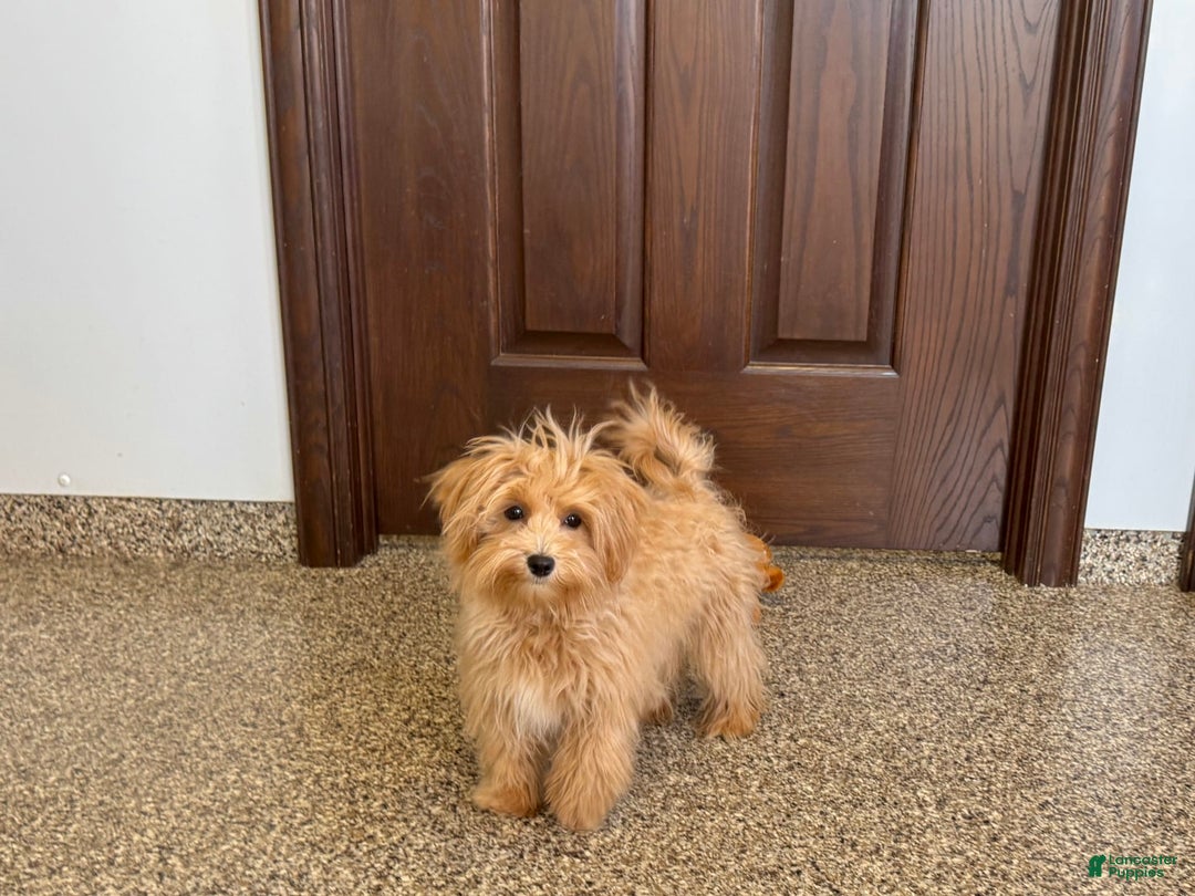 Maltipoo dogs for sale: Honey - Image 6