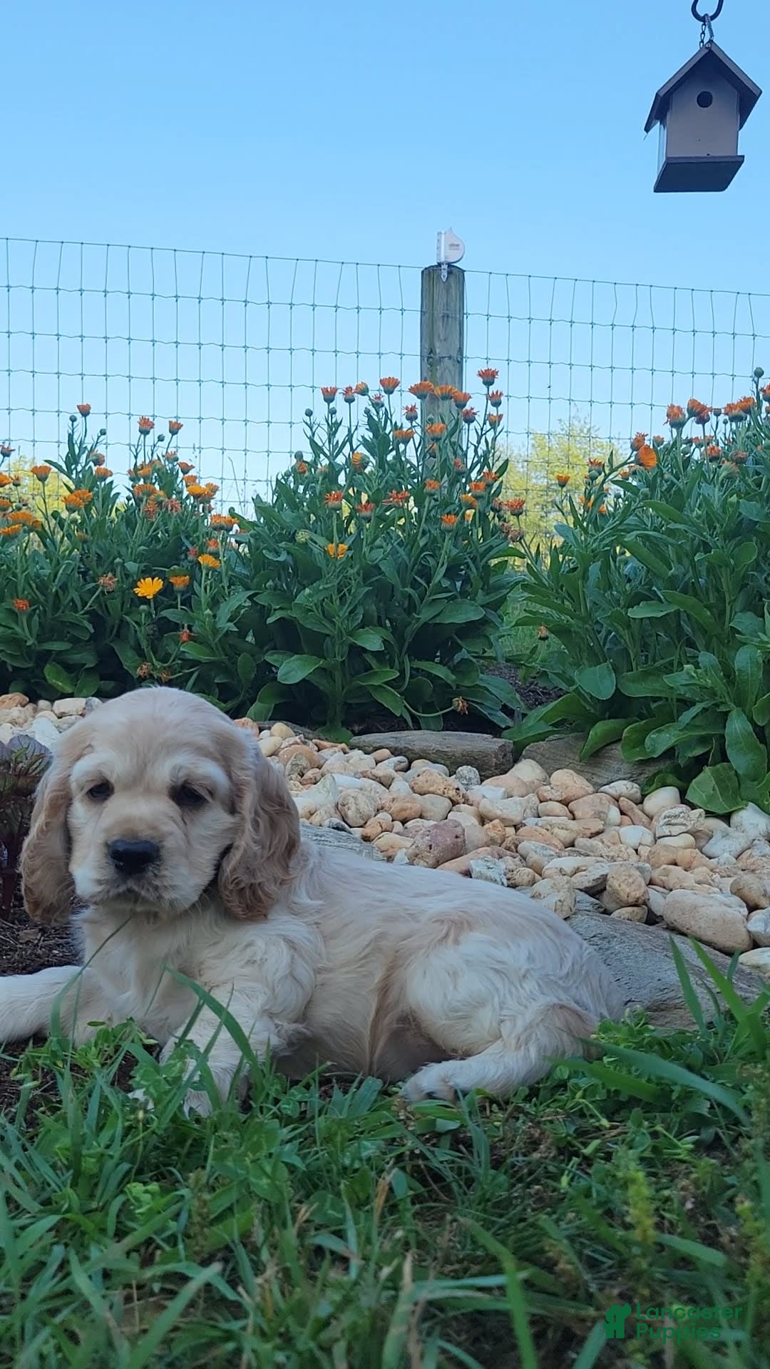 Cocker Spaniel dogs for sale: Rosco - Image 2