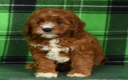 Cavapoo dogs for sale: Tonya - Image 5