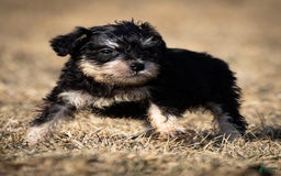Miniature Schnauzer dogs for sale: Harley - Image 10