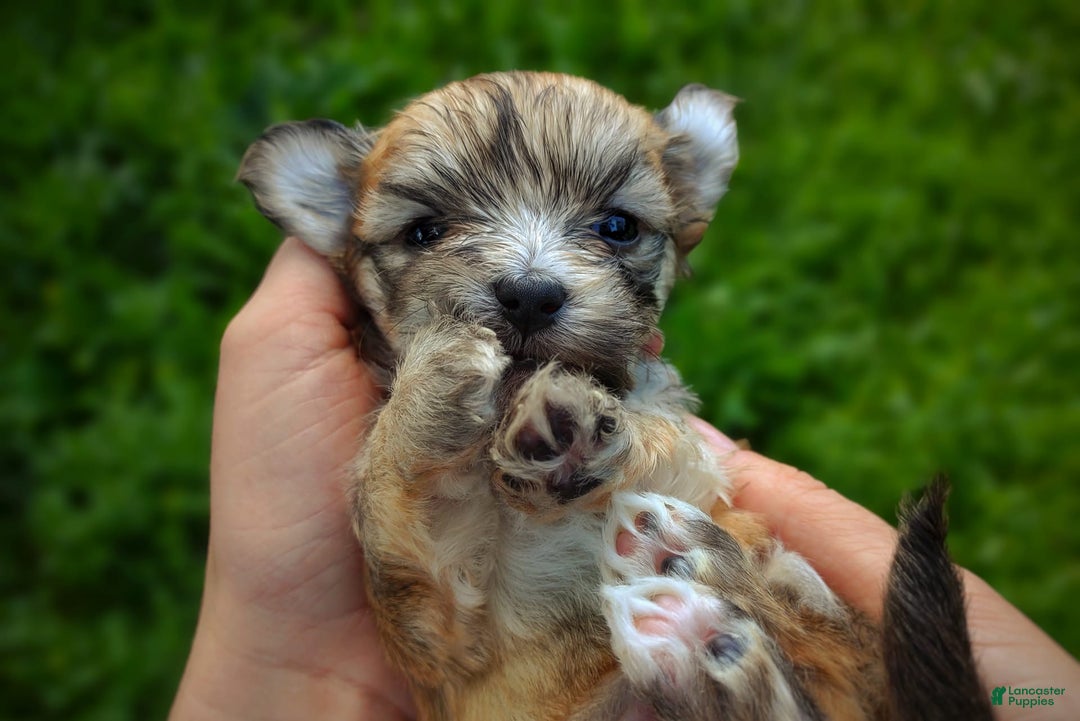 Morkie dogs for sale: Rare Babydoll Spark - Image 10
