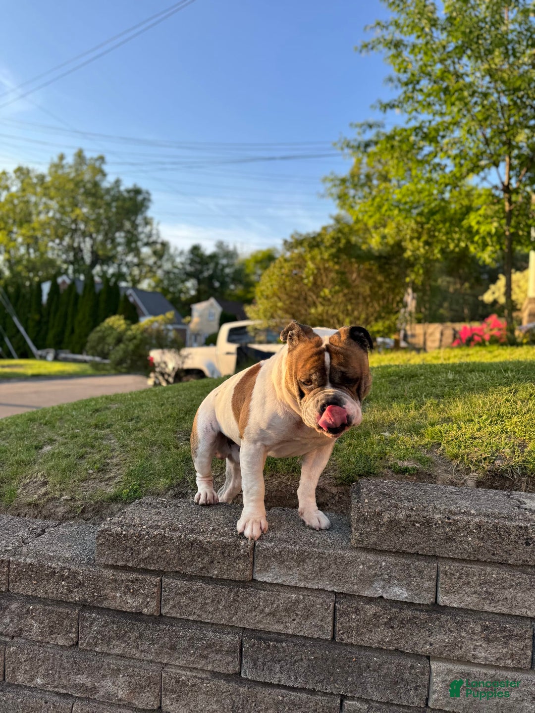 American Bulldog dogs for sale: Sonny - Image 2
