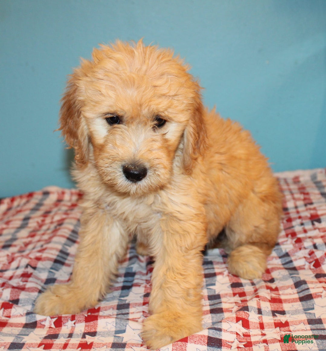  dogs for sale: Mini Goldendoodle 5 puppies - Image 27