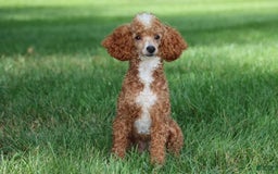 Mini Goldendoodle dogs for sale: Melanie Mini F1b - Image 11