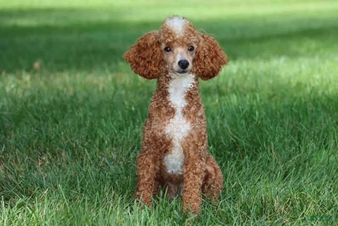 Mini Goldendoodle dogs for sale: Melanie Mini F1b - Image 11