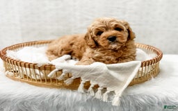 Cavapoo dogs for sale: Jordan - Image 2