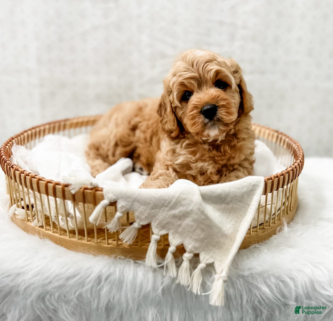 Cavapoo dogs for sale: Jordan - Image 2