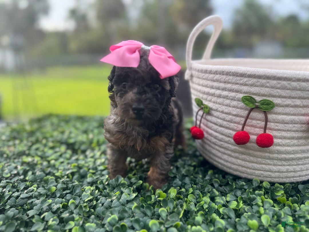 Maltipoo dogs for sale: Maria - Image 3