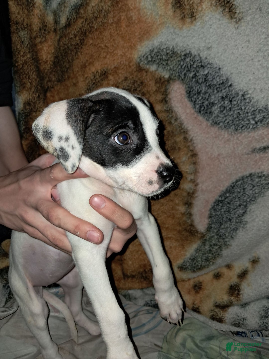 Dogo Argentino dogs for sale: Oreo - Image 1