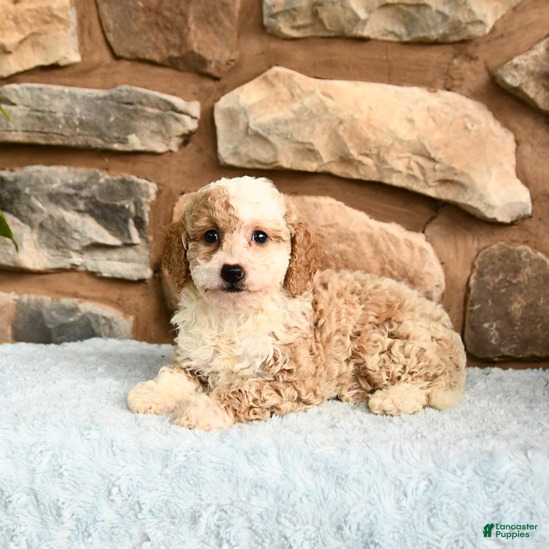 Miniature Poodle dogs for sale: Belle - Image 4