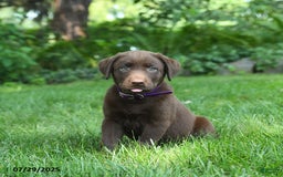 Labrador Retriever dogs for sale: Mona - Image 3