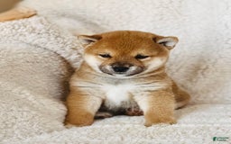 Shiba Inu dogs for sale: Kurt - Image 1