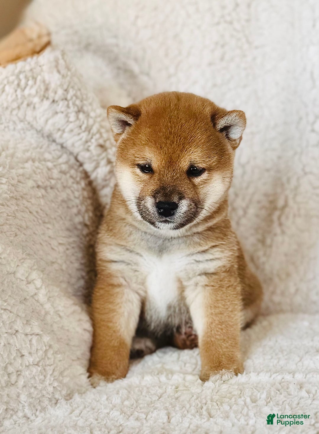 Shiba Inu dogs for sale: Kurt - Image 1