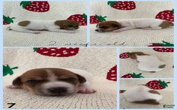 Jack Russell Terrier dogs for sale: Bingo - Image 3