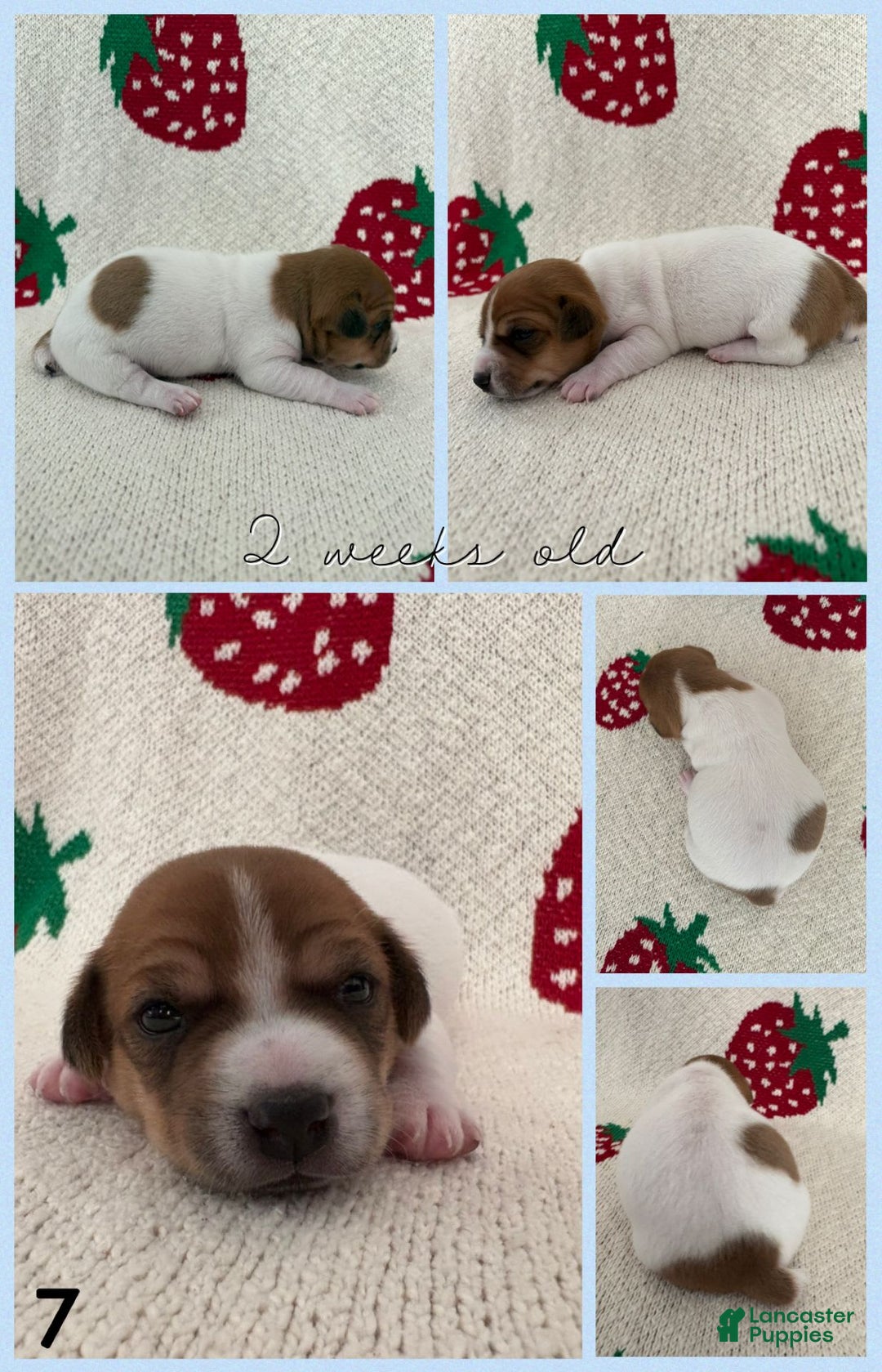 Jack Russell Terrier dogs for sale: Bingo - Image 3