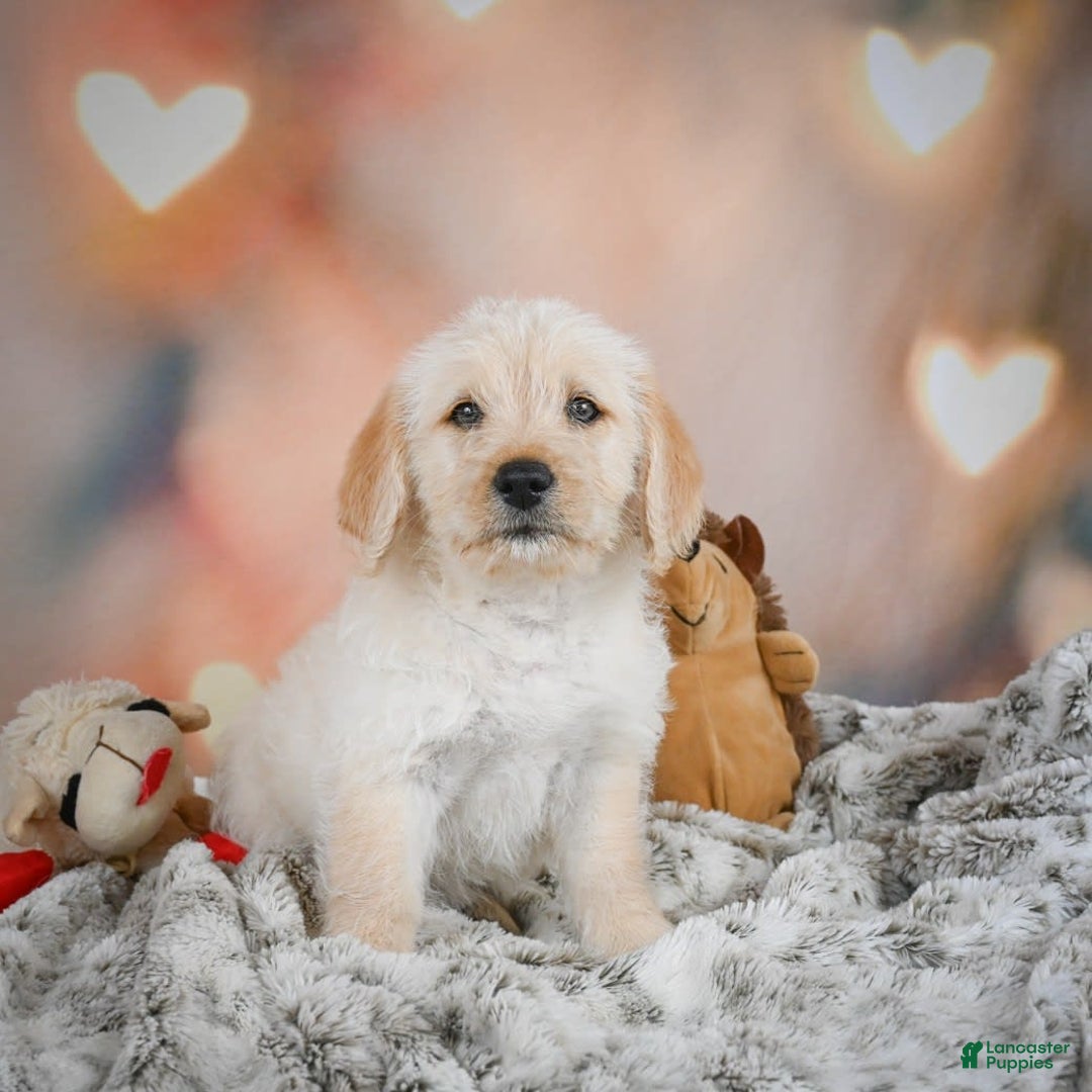 Goldendoodle dogs for sale: Ruby - Image 2