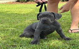 Cane Corso dogs for sale: Athena - Image 4