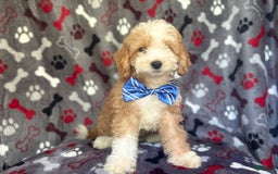 Cavapoo dogs for sale: Boss - Image 1