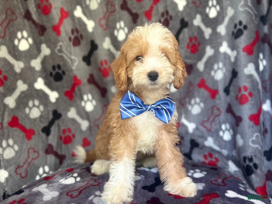 Cavapoo dogs for sale: Boss - Image 1