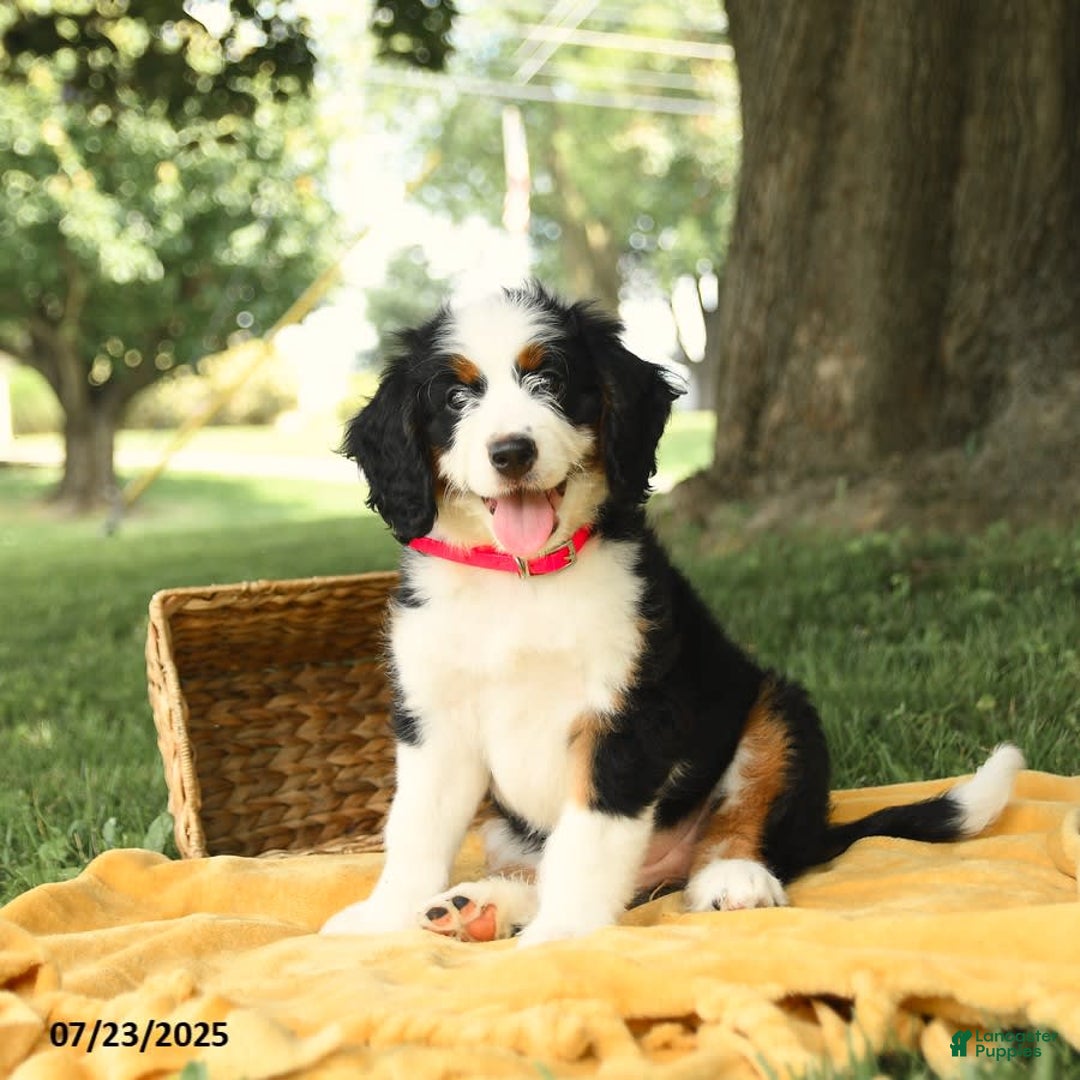 Bernedoodle dogs for sale: Ginger - Image 2