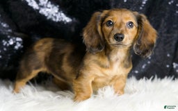 Miniature Dachshund dogs for sale: River - Image 1