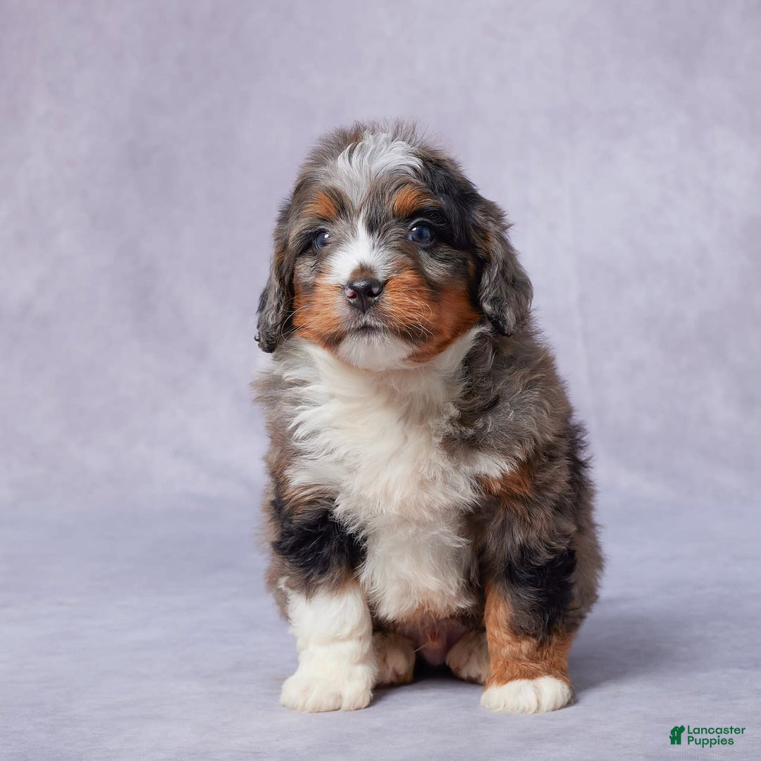 Mini Bernedoodle dogs for sale: Javin - Image 3