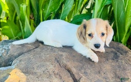 Miniature Dachshund dogs for sale: Libby LH - Image 1