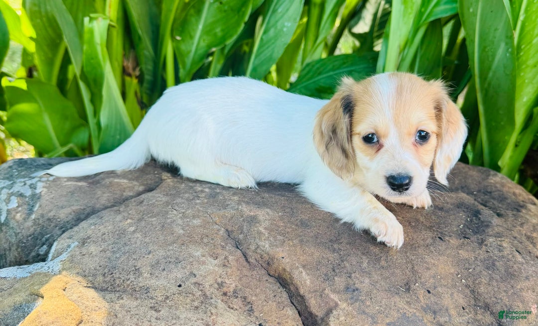Miniature Dachshund dogs for sale: Libby LH - Image 1