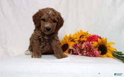 Mini Goldendoodle dogs for sale: Harvey - Image 4