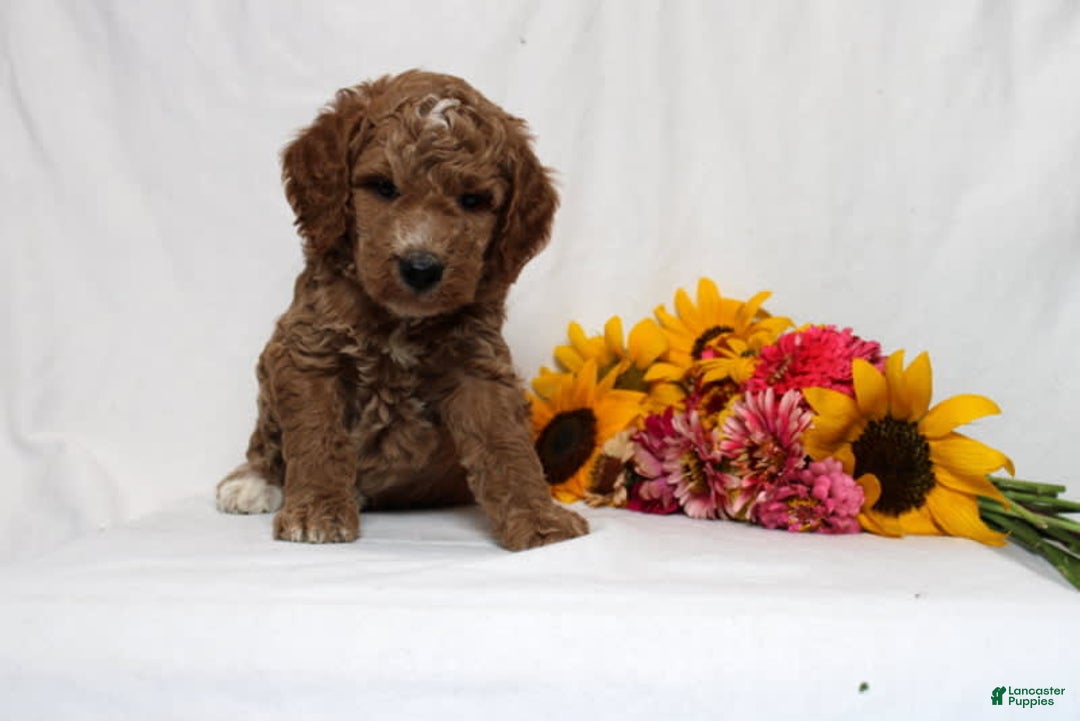 Mini Goldendoodle dogs for sale: Harvey - Image 4