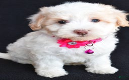 Havapoo dogs for sale: Molly - Image 7