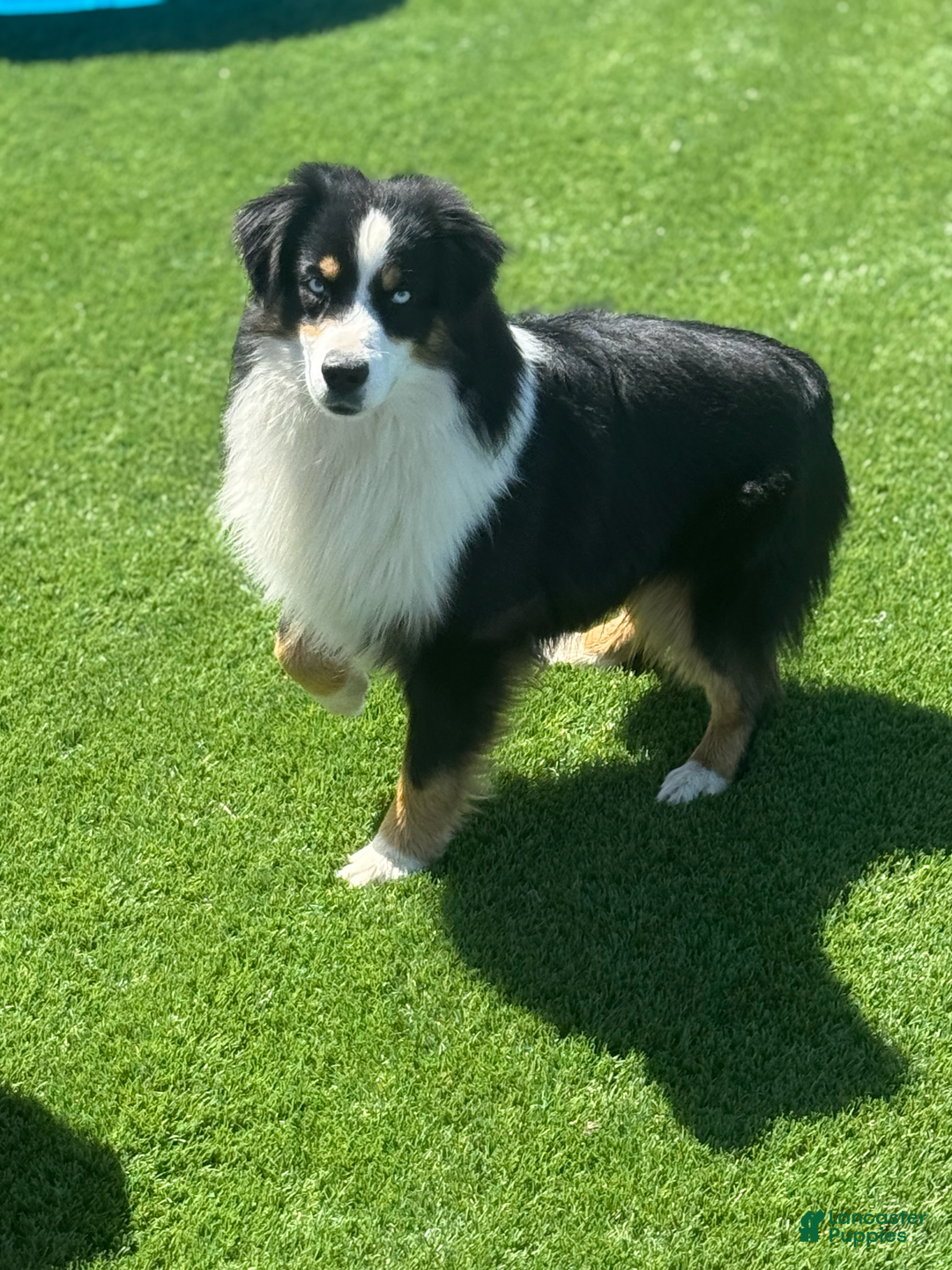 Miniature Australian Shepherd dogs for sale: Buddy - Image 6