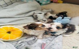 Yorkshire Terrier dogs for sale: Bruno - Image 1