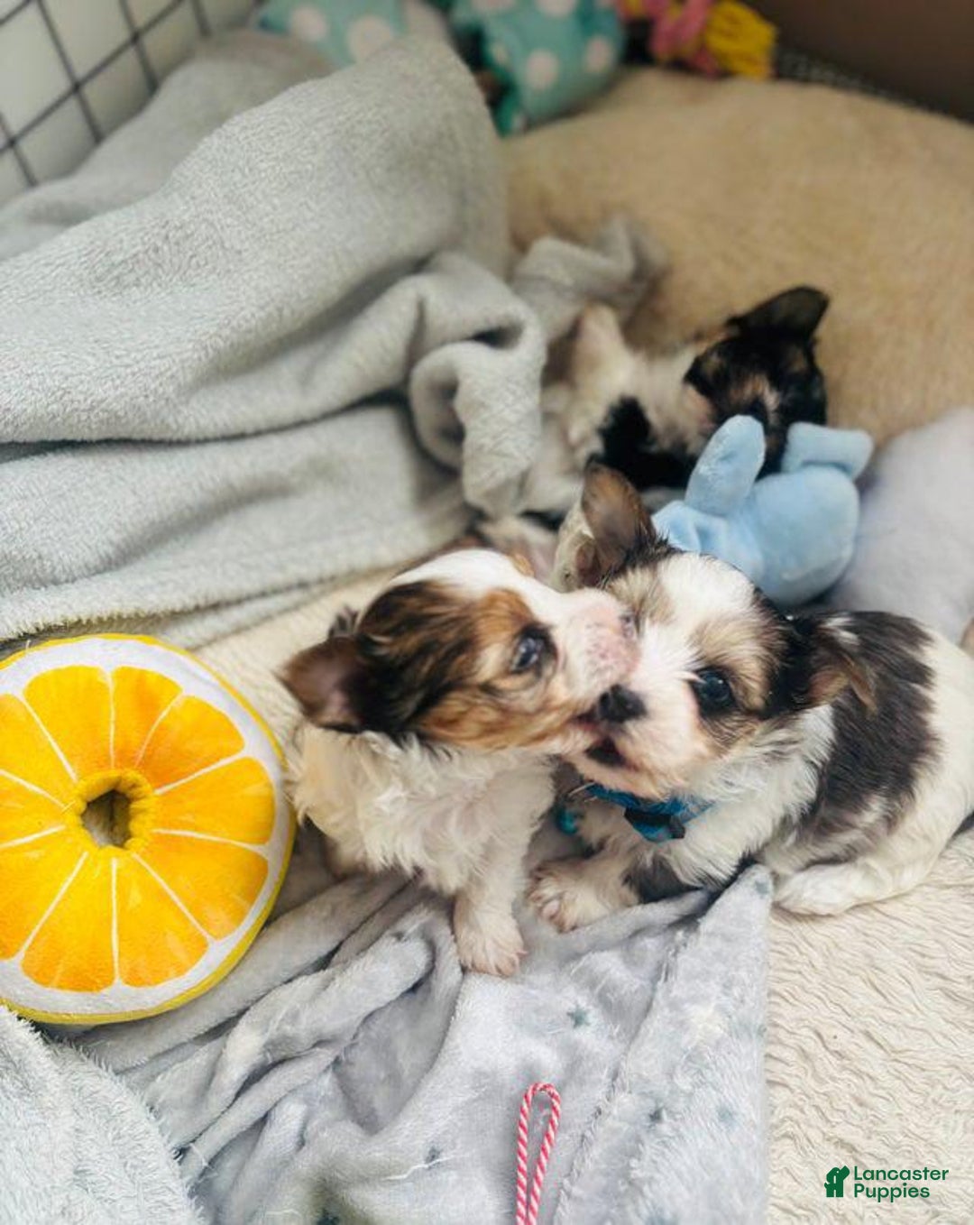 Yorkshire Terrier dogs for sale: Bruno - Image 1