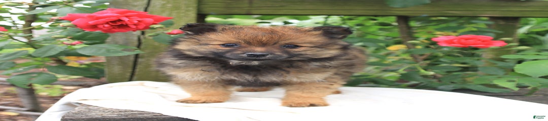 Jude