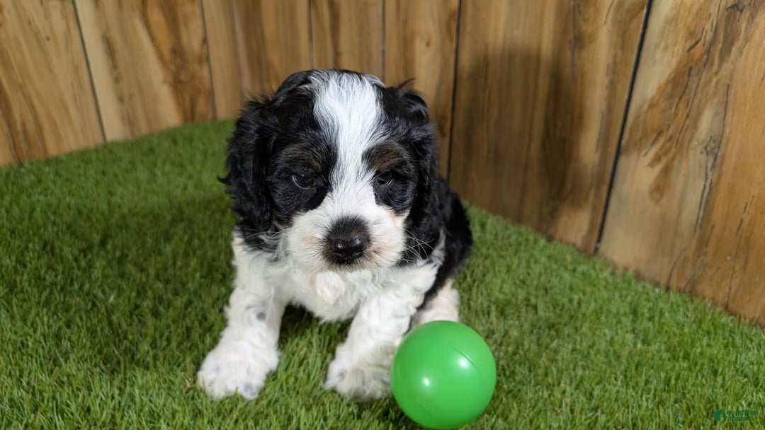 Cavapoo dogs for sale: Missy Boy 2 - Image 1