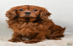 Cavachon dogs for sale: Donald - Image 9