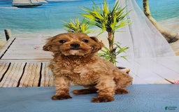Forever dogs for sale: Quick Deer - Image 14