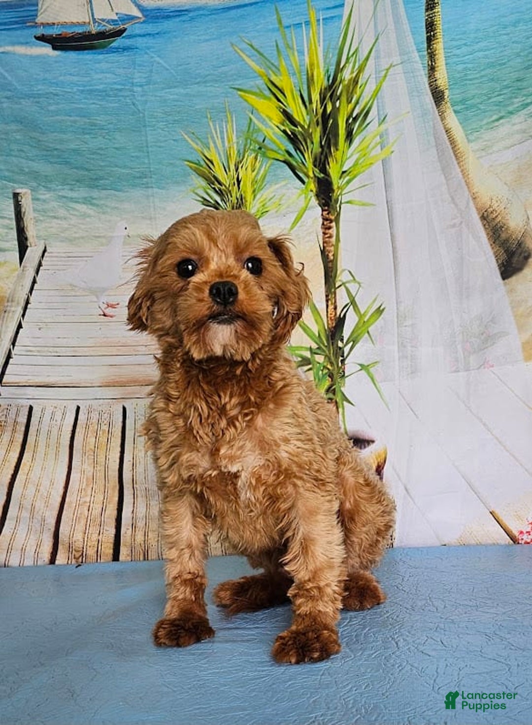 Forever dogs for sale: Quick Deer - Image 14