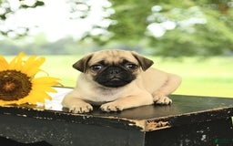 Pug dogs for sale: Roscoe - Image 5