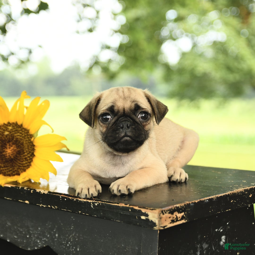 Pug dogs for sale: Roscoe - Image 5