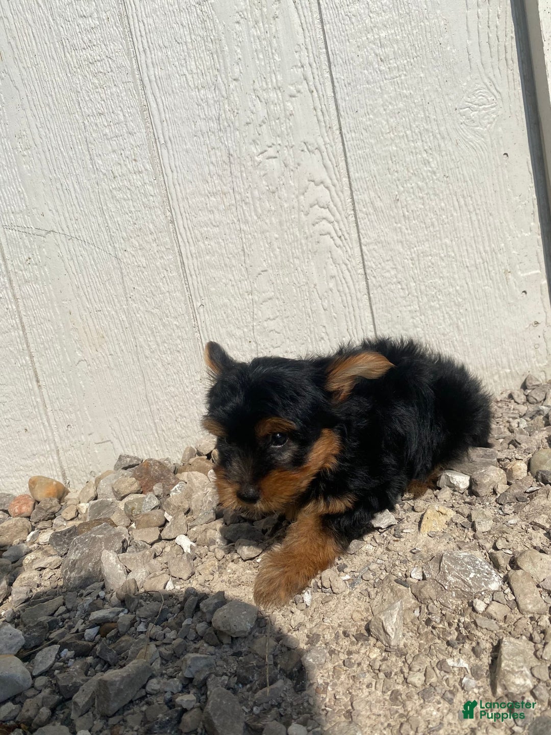Yorkshire Terrier dogs for sale: Dewey - Image 6